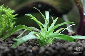 Image result for Eriocaulon inyangense