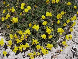 Image result for Argyrolobium rupestre