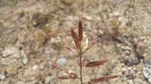 Image result for Eragrostis minor