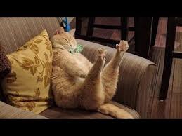 Resultat De Recherche D Images Pour Chat Endormi Sur Le Dos Chat Endormi Chat Qui Dort Humour Animaux