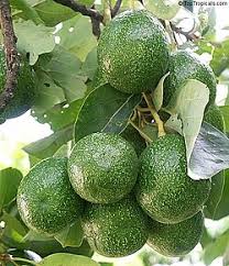Image result for Dark Avocado 1977 Fedders