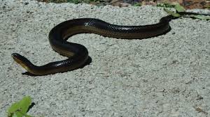 Other common names for this snake are black snake, pilot black snake (for the belief that they lead timber rattlesnakes to their winter den sites), and chicken snake. many oklahomans might refer to this as the black ratsnake but recent biological studies have changed the common name and the subspecies was elevated to full species status. Striped Crayfish Snake Foto Di Circle B Bar Reserve Lakeland Tripadvisor
