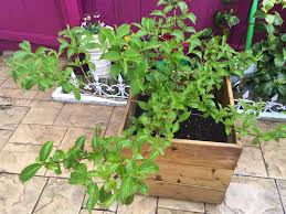 Image result for Angraecopsis parviflora