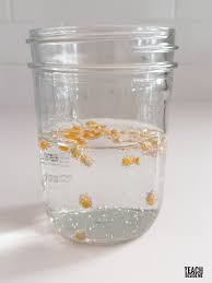 Dancing Popcorn + Dancing Cranberries Thanksgiving Science Experiment -  Teach Beside Me