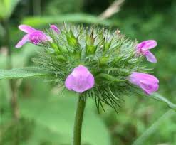 Image result for Clinopodium simense