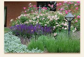 Bourbon Rose Adam Messerich Bodendeckerrose Souvenir De Greuville Zusammen Mit Sommer Salbei Salvia Nemerosa Wollziest S Garten Vorgarten Lavendel Rosen