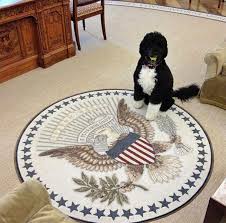 Bo, a dog who was a true friend and loyal companion in the obama white house, died saturday, former president barack obama announced on social media. First Dog Bo Obama Is Twitter Sensation Hello