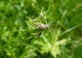 Image result for Poa schimperiana