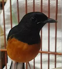 Cara mengembalikan mental murai batu setelah mabung. Perawatan Murai Batu Mabung