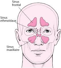 Trous naturels comme les narines ou les oreilles. Nez Et Sinus Troubles Du Nez De La Gorge Et De L Oreille Manuels Msd Pour Le Grand Public