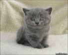 British Shorthair Kittens For Sale & Cats For Adoption