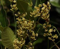 Image result for Secamone