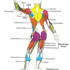 Group multiple drawings into one post. Fill In The Blank Muscle Chart Detikak