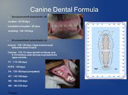 Dental Prophylaxis In Dogs And Cats Ppt Video Online Download