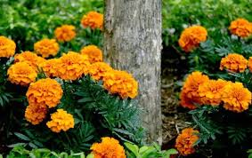 We did not find results for: Planting Guide Growing Marigolds From Seed Dig For Your Dinner