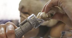 Every dog has a quick region. How To Trim Dog Nails With Dremel Tool Step By Step Guide