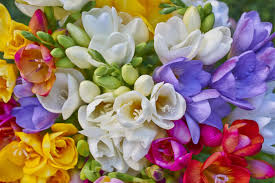 What kind of flowers do you give your best friend? Freesia Flower Meaning Flower Meaning