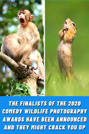 Maybe you would like to learn more about one of these? The Finalists Of The 2020 Comedy Wildlife Photography Awards Have Been Announced And They M In 2021 Comedy Wildlife Photography Wildlife Photography Photography Awards