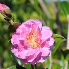 Attract Birds To Your Landscape Plantsbymail Com Southern Living Plant Collection Southern Living Plants Plant Collection