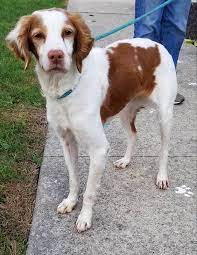 Adopt Floral On Petfinder Brittany Spaniel Brittany Dog Spaniel Rescue