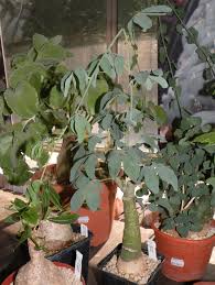 Image result for Adenia glauca