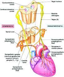 Parasympathetic Nervous System And Heart Failure Circulation