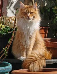Pin On Maine Coon