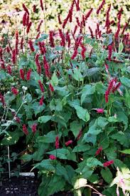 Image result for Gynura amplexicaulis