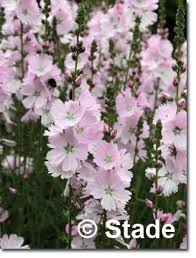 Staudenfoto Zu Sidalcea Malviflora Little Princess Garten Prariemalve Garten Stauden Und Pflanzen