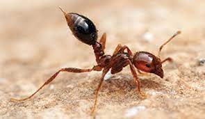 You can kill up to 162 mounds of ants with this product, and that way, you can get rid of ants in your yard for good. How To Control Fire Ants In The Lawn Pests Scotts