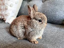 Image result for bunny