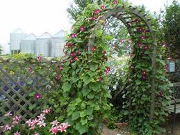 Morning Glory Trellis Ideas Morning Glory Trellis Morning Glories Morning Glory Backyard Flowers Morning Flowers
