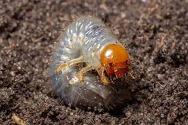 White Grubs Nc State Extension