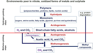 Respiration consists of three main correlated events. Anaerobic Digestion I A Common Process Ensuring Energy Flow And The Circulation Of Matter In Ecosystems Ii A Tool For The Production Of Gaseous Biofuels Intechopen