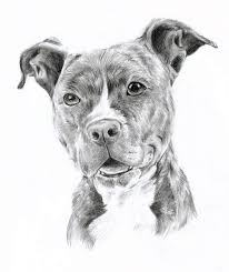 Try putting some spin on the ball for extra fun. Pitbull Dog Pencil Drawing Novocom Top