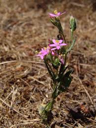 Image result for Exochaenium pumilum