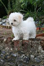See available puppies and specifics on facebook. Beautiful Bolognese Puppy For Sale Bideford Devon Pets4homes