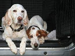 Fresh, simple and delicious | delivered to your door | flexible subscription. Pet Transport Shipping Uship Canada