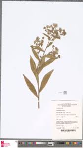 Image result for Eschenbachia