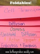 Bethany Crahen My Blog Cell Transport Biology Activity Teaching Biology