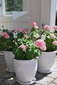Pink Geraniums In Pots Geraniums In Pots Container Flowers