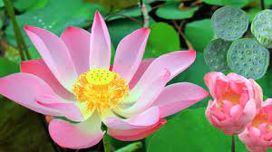 Seroja memiliki tangkai bunga yang tegak dan tidak mengapung di air seperti teratai. Bunga Seroja Bunga Lotus Terindah Yuk Lihat Habitatnya Di Desa Tambak Youtube