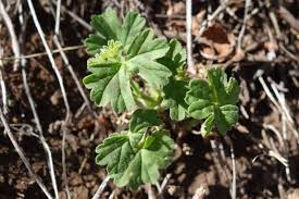 Image result for Pelargonium alchemilloides