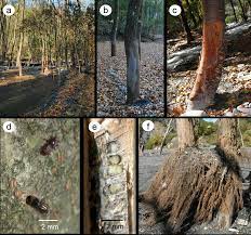 At rtec, we have a smarttreat™ process that will identify and manage pest infestations you may be seeing in your trees. Tree Mortality In Response To Typhoon Induced Floods And Mudslides Is Determined By Tree Species Size And Position In A Riparian Formosan Gum Forest In Subtropical Taiwan
