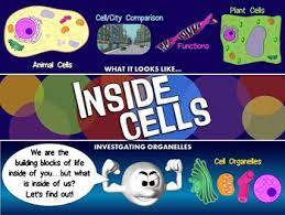 Whereas lysosomes and centrioles are predominantly given below is a brief description of the structure of different cell organelles and their functions. Cell Organelles Powerpoint Video Fully Loaded By Ace Up Your Sleeve