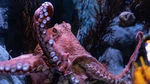 The most majestic, unlikely friendship. The Deep Lessons We Can Learn From My Octopus Teacher By Ashley Rindsberg Medium