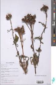 Image result for Pentas longiflora