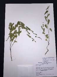 Image result for Tragia hildebrandtii