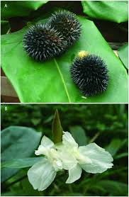 Image result for Hypselodelphys