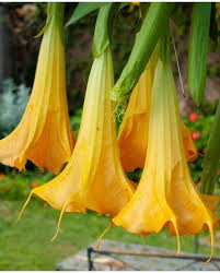 Image result for Brugmansia